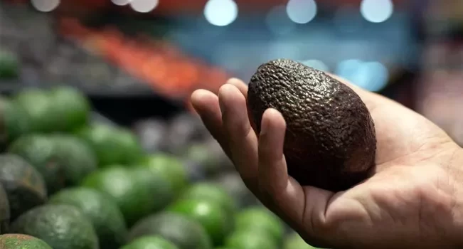 Se desploma 50% el precio del aguacate