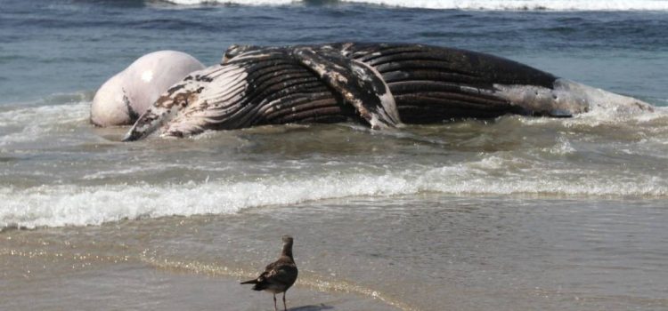 Encuentran enorme ballena muerta en costas de Oaxaca