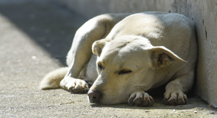 Encarcelan a perrito en la Sierra Sur de Oaxaca