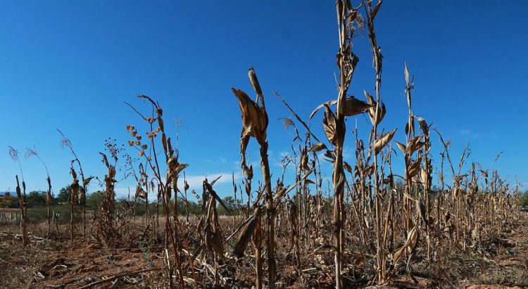 Ante sequía en Oaxaca, proyectan traer agua del río Cajonos y reactivar seis pozos