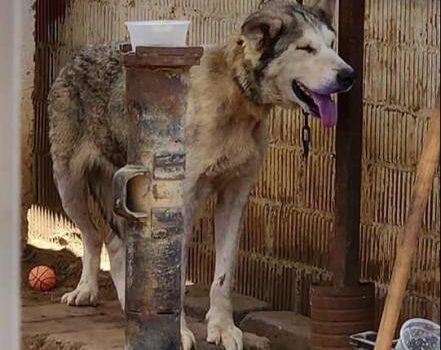 Denuncian dos casos de crueldad animal en Oaxaca; mantienen a perritos encadenados y enjaulados
