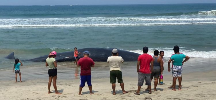 Muere ballena de 7 metros en Playa Chipehua, Oaxaca