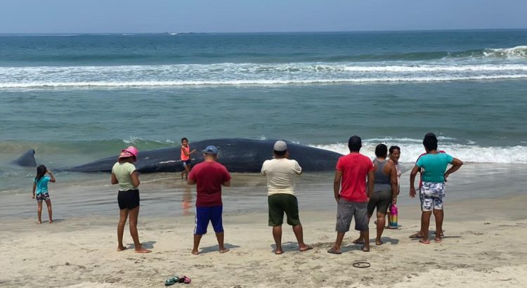 Muere ballena de 7 metros en Playa Chipehua, Oaxaca