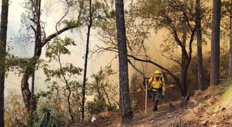 Reportan 90% de liquidación de incendio en Oaxaca