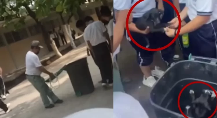 Denuncian crueldad animal contra perros en escuela secundaria de Juchitán, Oaxaca