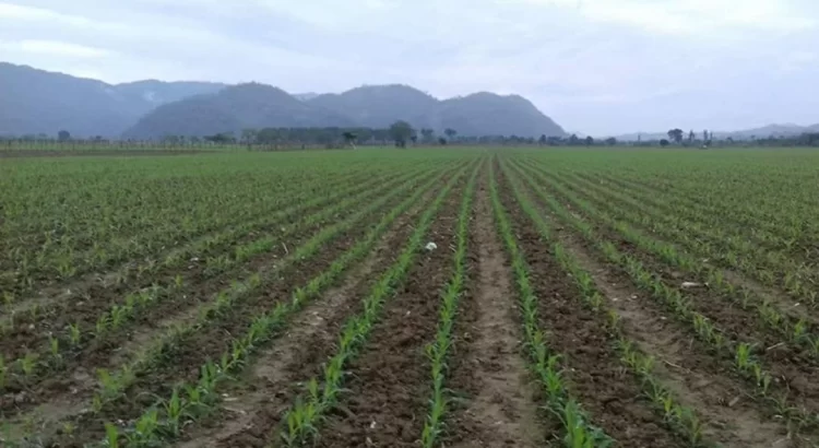 Ola de calor en la Cuenca de Oaxaca deja pérdidas de miles de toneladas de maíz