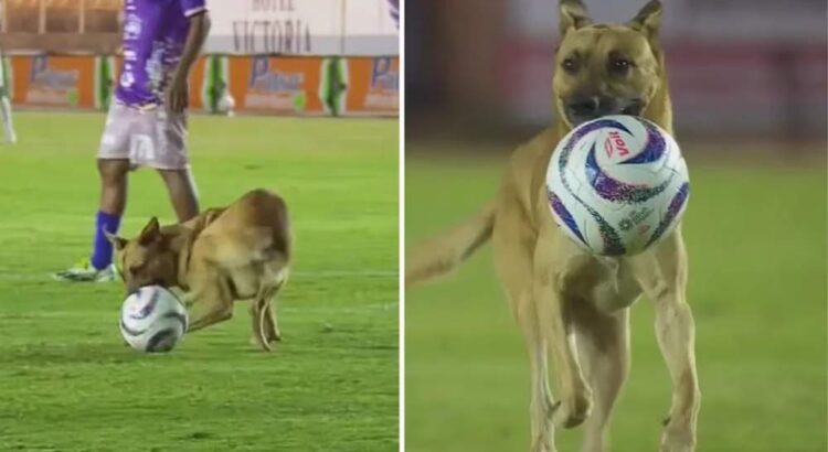 Alebrijes de Oaxaca adoptan a lomito que ingresó en pleno partido; vivirá en el estadio