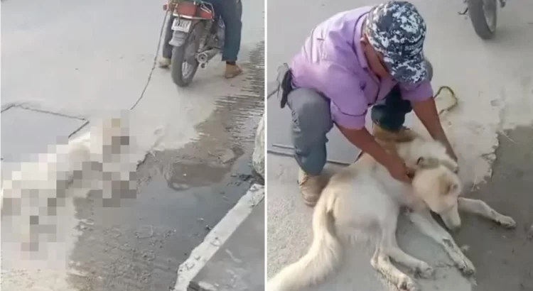 Siguen los casos de maltrato animal en Oaxaca: hombre arrastraba a lomito desde una moto