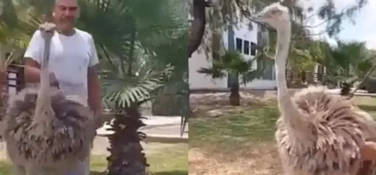Sacó a pasear a su avestruz Sacó a pasear a su avestruz