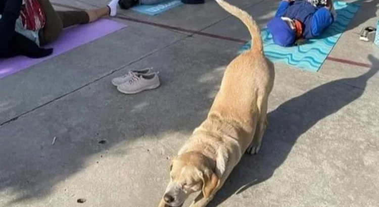 Arman colecta para Toby, perrito de Oaxaca que hace yoga y necesita una cirugía Arman colecta para Toby, perrito de Oaxaca que hace yoga y necesita una cirugía