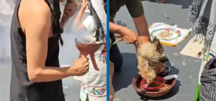 Senador de Oaxaca que sacrificó a una gallina para atraer la lluvia podría ser sancionado por crueldad