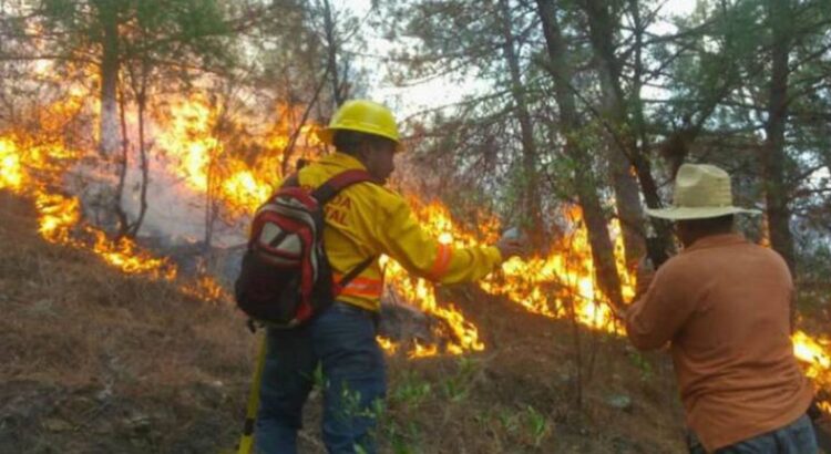 Emergencia en pueblos de Oaxaca por incendios forestales; ayuda del gobierno es insuficiente