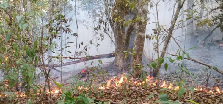 Pierde Oaxaca flora y fauna única por incendios; fuego lleva semanas consumiendo zonas naturales protegidas