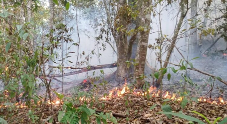 Atienden brigadistas cuatro incendios en Los Chimalapas, Oaxaca