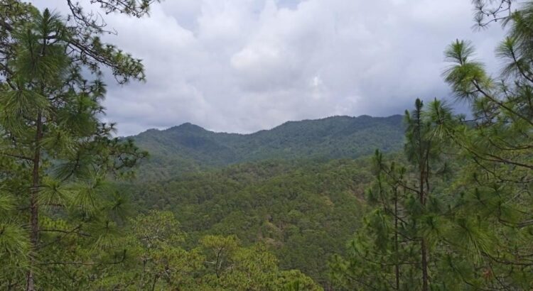 Acuerdan impedir instalación de casillas en Oaxaca para exigir solución a conflicto agrario en Los Chimalapas