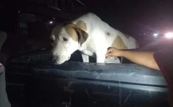 Avientan desde un taxi a perrita encostalada en Huajuapan, Oaxaca