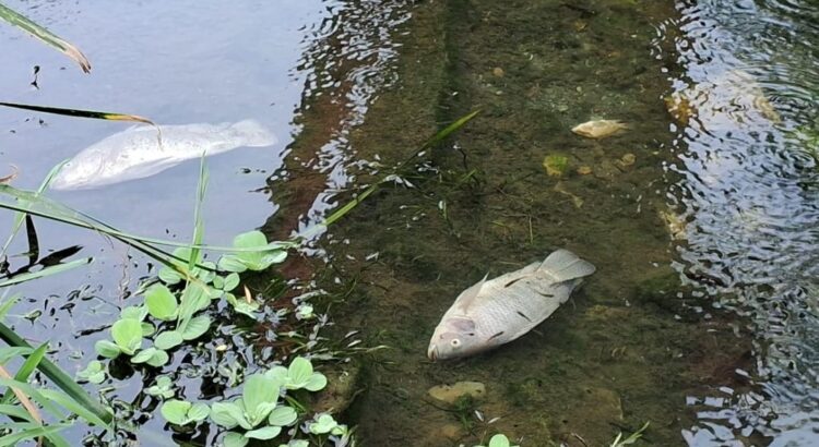 Cientos de peces aparecen muertos en río Las Nutrias en Juchitán, uno de los más contaminados de Oaxaca