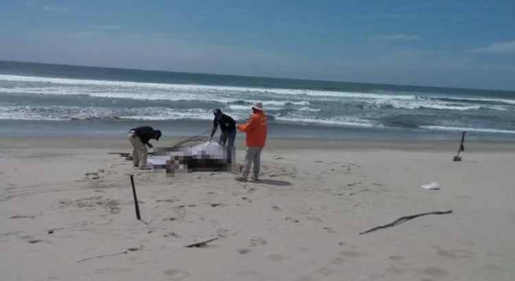 Aparecen 3 cuerpos en playas de Santa María del Mar; suman 5 naufragios de migrantes en Oaxaca