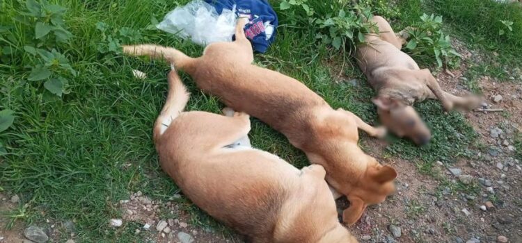 Fiscalía de Oaxaca inicia investigaciones periciales tras presunto envenenamiento masivo de perros en Nochixtlán