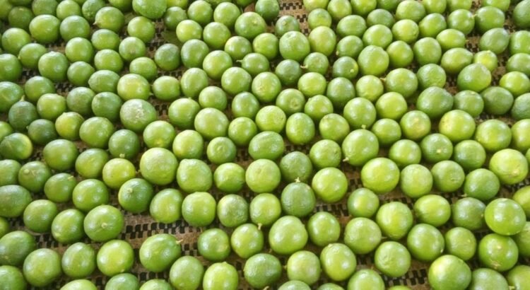 Productores afro de limón piden apoyo del gobierno de Oaxaca para infraestructura y comercialización