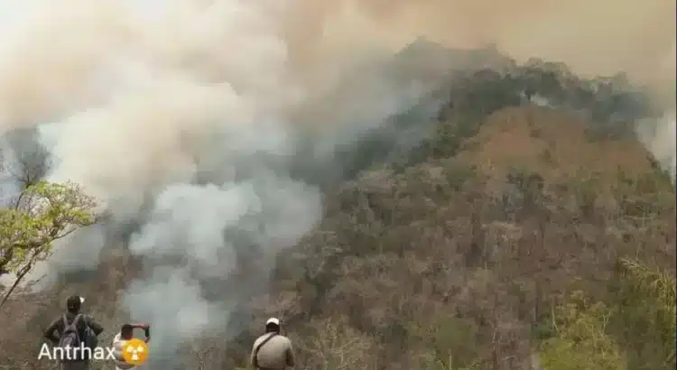 Con 416 mil hectáreas, Oaxaca es el segundo estado del país que perdió más bosques por incendios