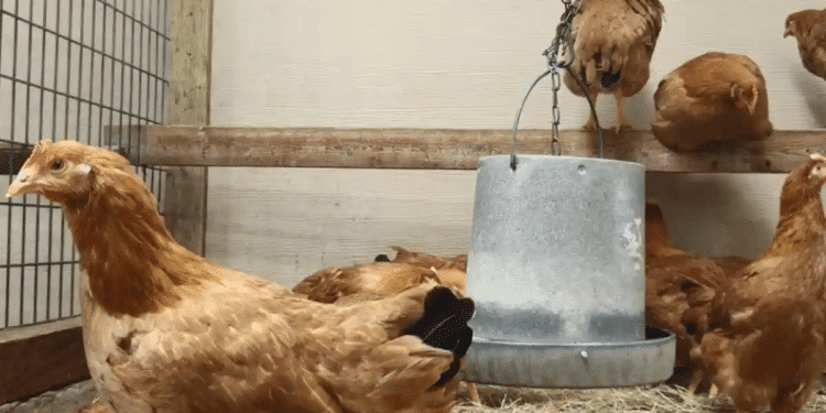 El nuevo negocio en Estados Unidos: rentar gallinas El nuevo negocio en Estados Unidos: rentar gallinas