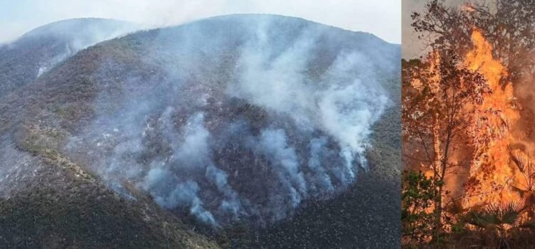 Incendio forestal azota a la Reserva de la Biosfera Cuicatlán; hay 11 incendios activos en Oaxaca Incendio forestal azota a la Reserva de la Biosfera Cuicatlán; hay 11 incendios activos en Oaxaca