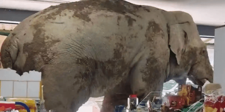 Elefante entró a robar a tienda de conveniencia Elefante entró a robar a tienda de conveniencia