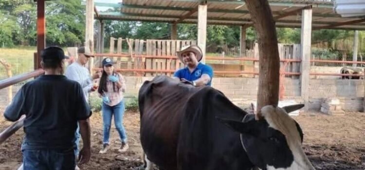 Confirman 10 casos de gusano barrenador en Oaxaca; 9 se detectaron en la región del Istmo