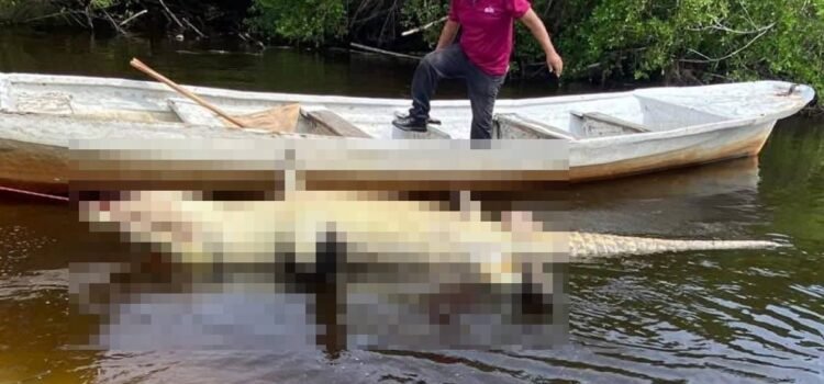 Muere “Lucho”, un cocodrilo americano de 4.06 metros en la Costa de Oaxaca