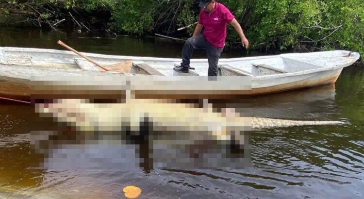 Muere “Lucho”, un cocodrilo americano de 4.06 metros en la Costa de Oaxaca