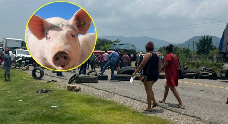 Pobladores bloquean la carretera Panamericana en Oaxaca por 2 cerdos
