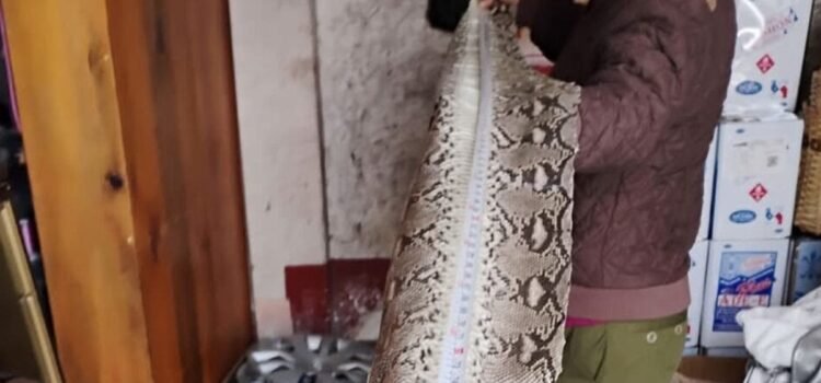 Clausuran huarachería en Yalálag por vender artículos de piel de animales en peligro de extinción Clausuran huarachería en Yalálag por vender artículos de piel de animales en peligro de extinción