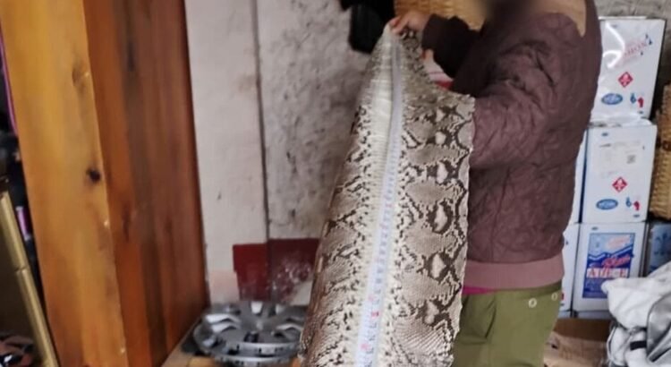 Clausuran huarachería en Yalálag por vender artículos de piel de animales en peligro de extinción