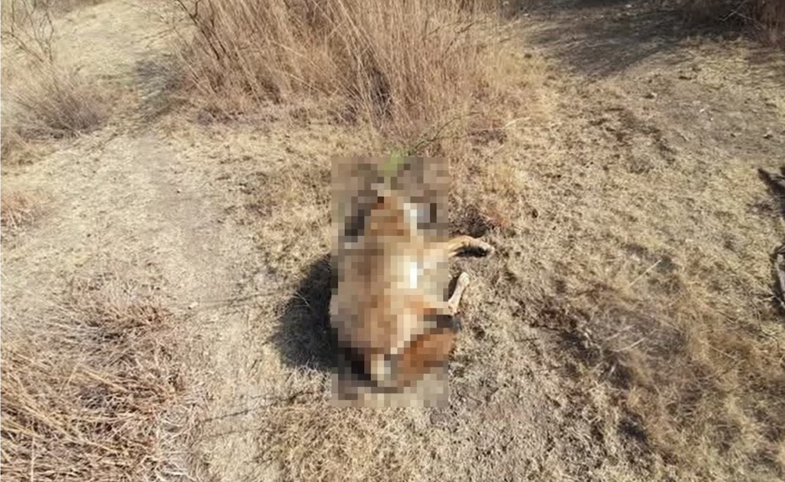 Denuncian envenenamiento de animales domésticos y silvestres, como coyotes y zorros, en San Bartolo Coyotepec, Oaxaca